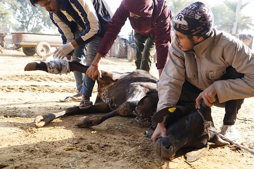 Emergency Animal Rescue