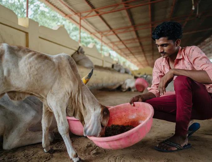 Gau Seva & Shelter Care
